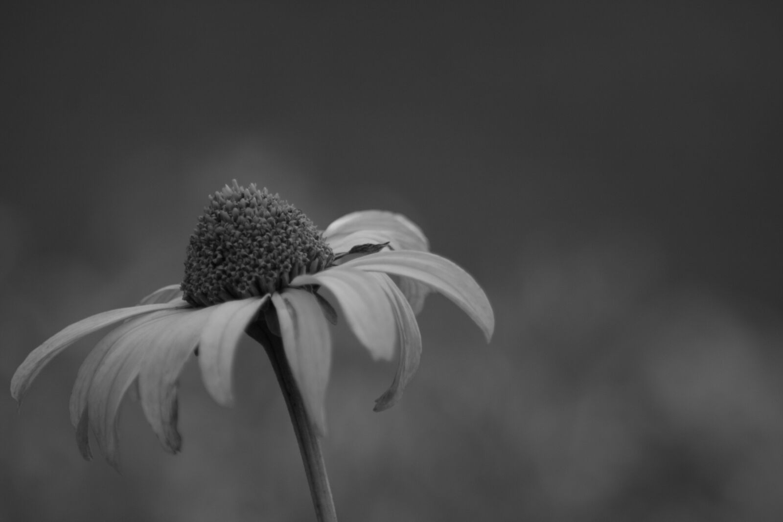 Canon EOS 400D (EOS Digital Rebel XTi / EOS Kiss Digital X) sample photo. Black and white, flower photography