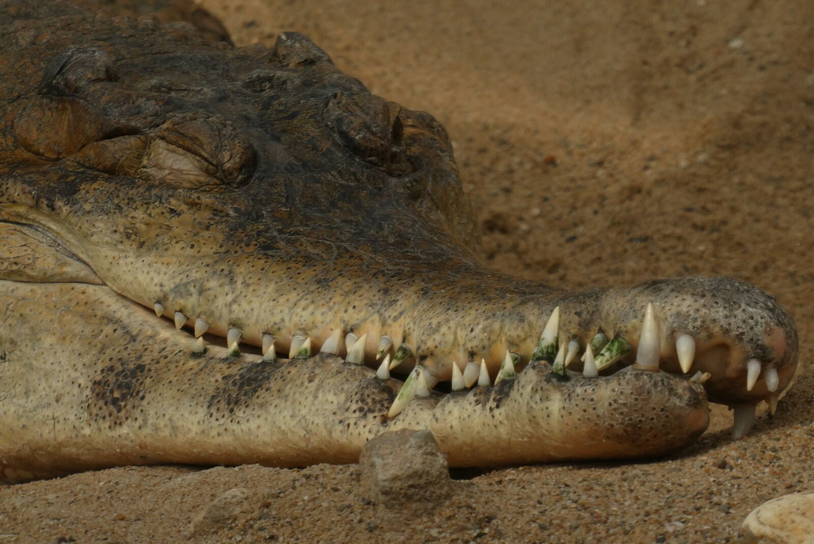 Panasonic Lumix DC-ZS70 (Lumix DC-TZ90) sample photo. Crocodile, babu, zoo photography