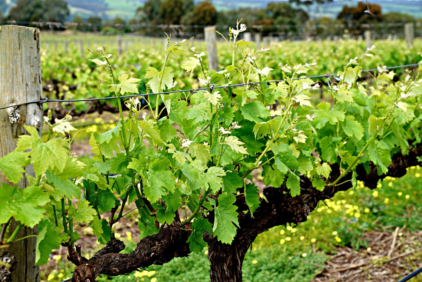 Sony a7S + Sony FE 24-70mm F2.8 GM sample photo. Vine, sprouts, vineyard photography
