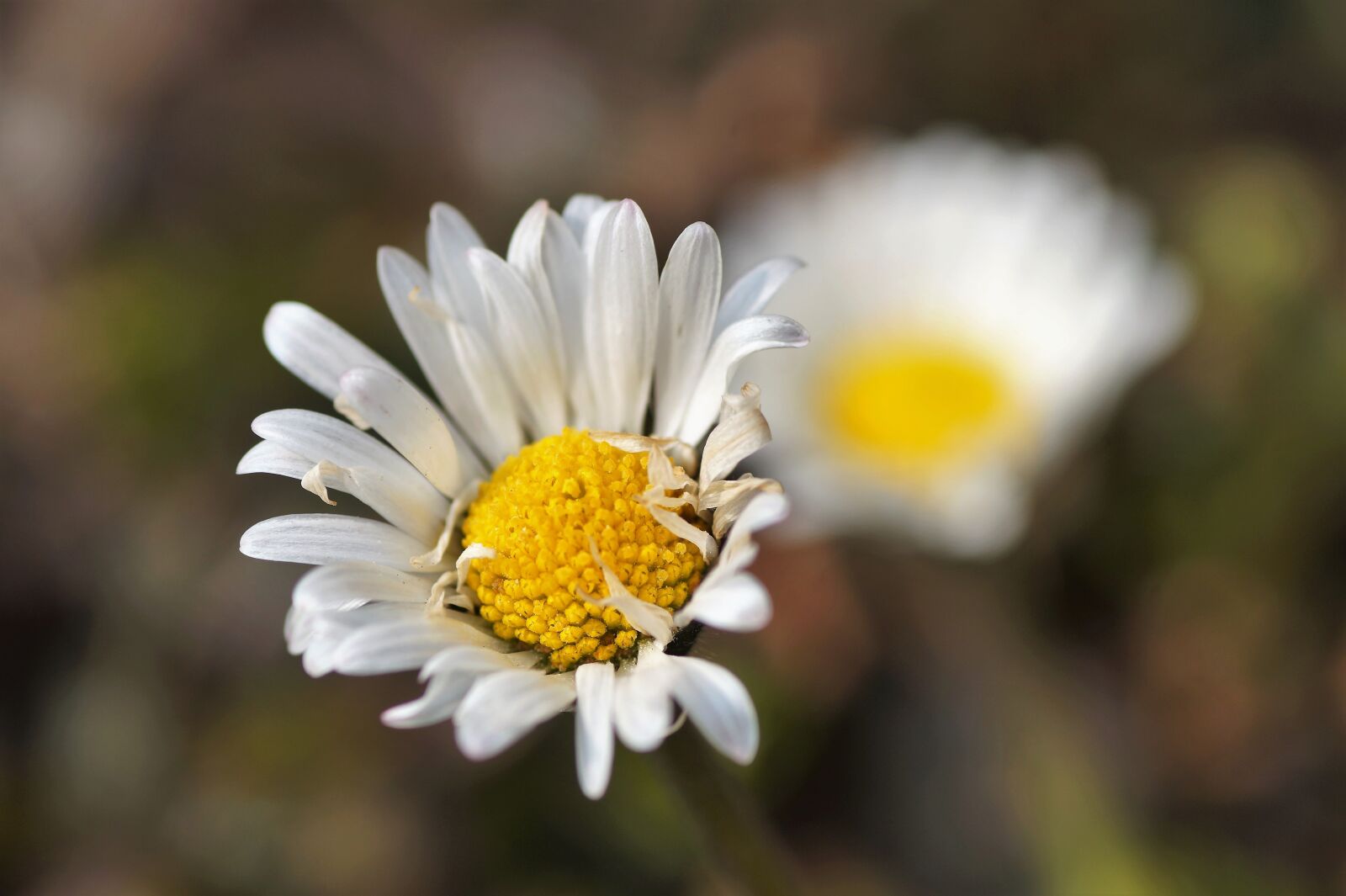 Sony SLT-A58 sample photo. Daisy, spring, vernal photography