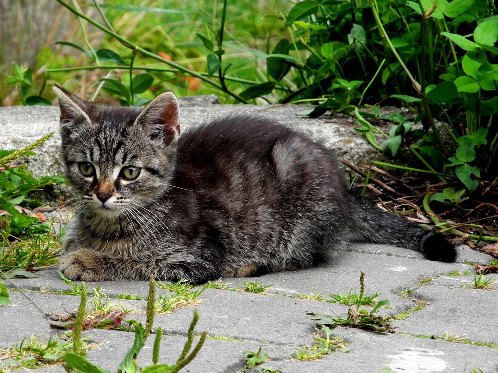 Nikon Coolpix P7000 sample photo. Cat, kitten, domestic cat photography