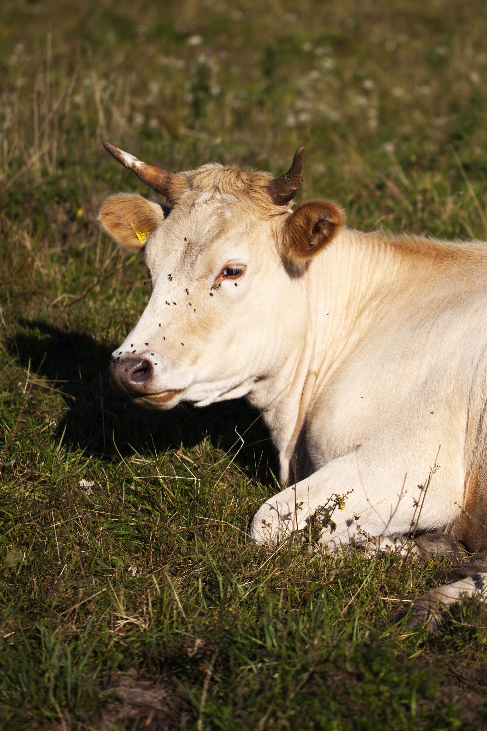 Canon EF 100mm F2.8L Macro IS USM sample photo. Cow, pasture, village photography
