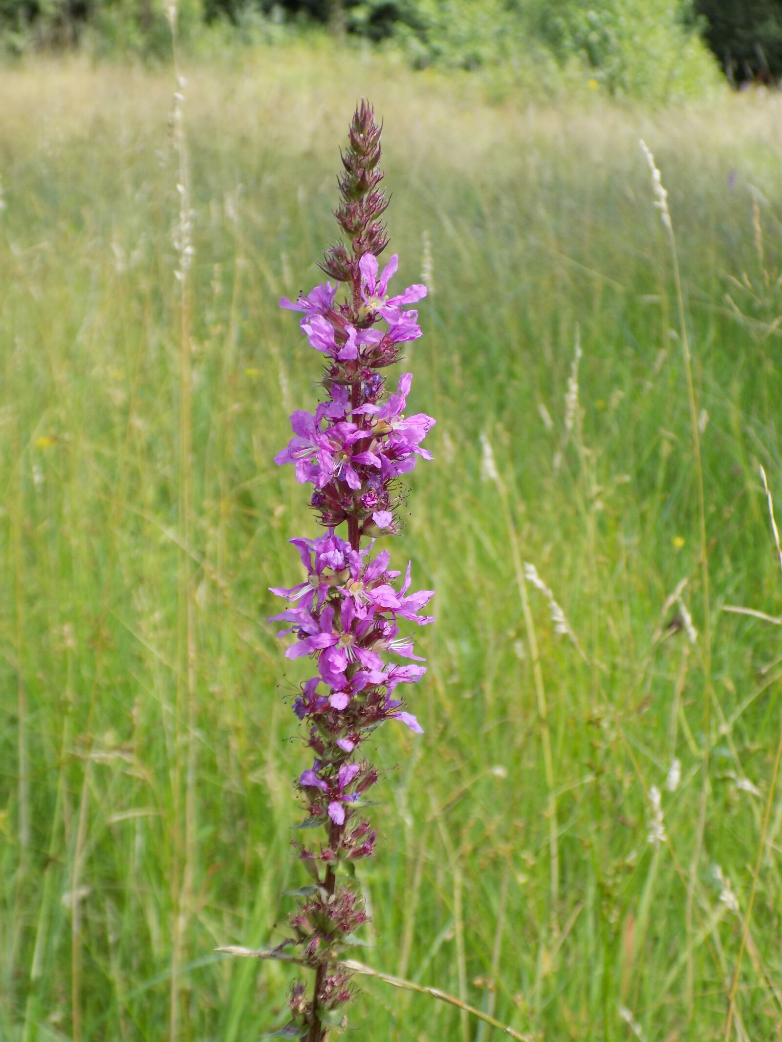 Nikon COOLPIX L340 sample photo. Wild flower, purple, high photography