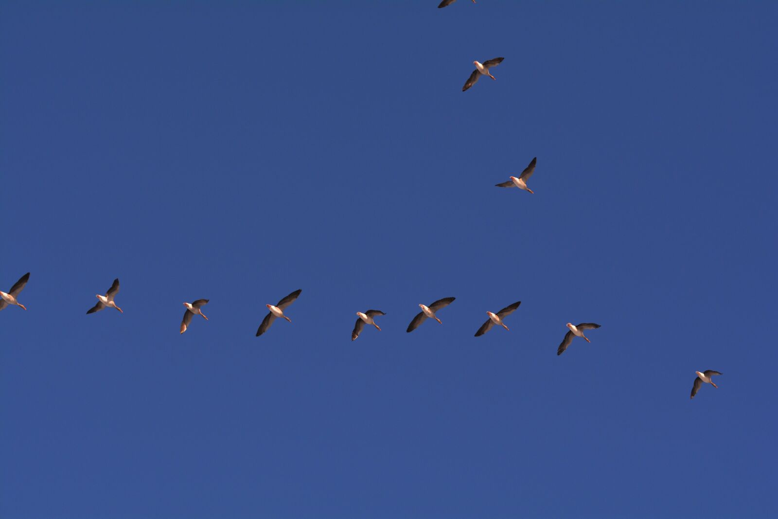 Nikon D5200 sample photo. Geese, flight, bird flight photography