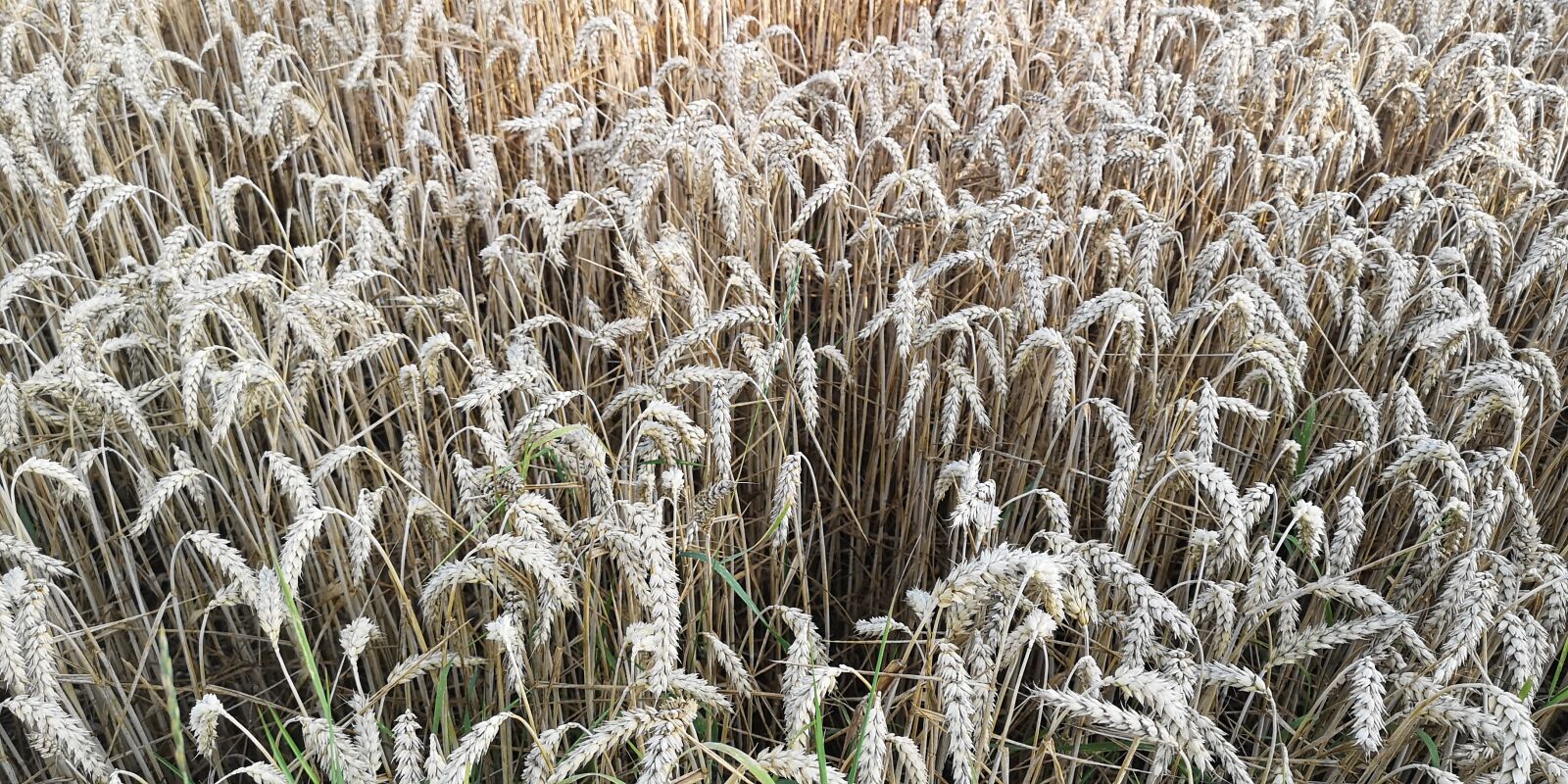 HUAWEI CLT-L09 sample photo. Wheat, summer, yellow photography