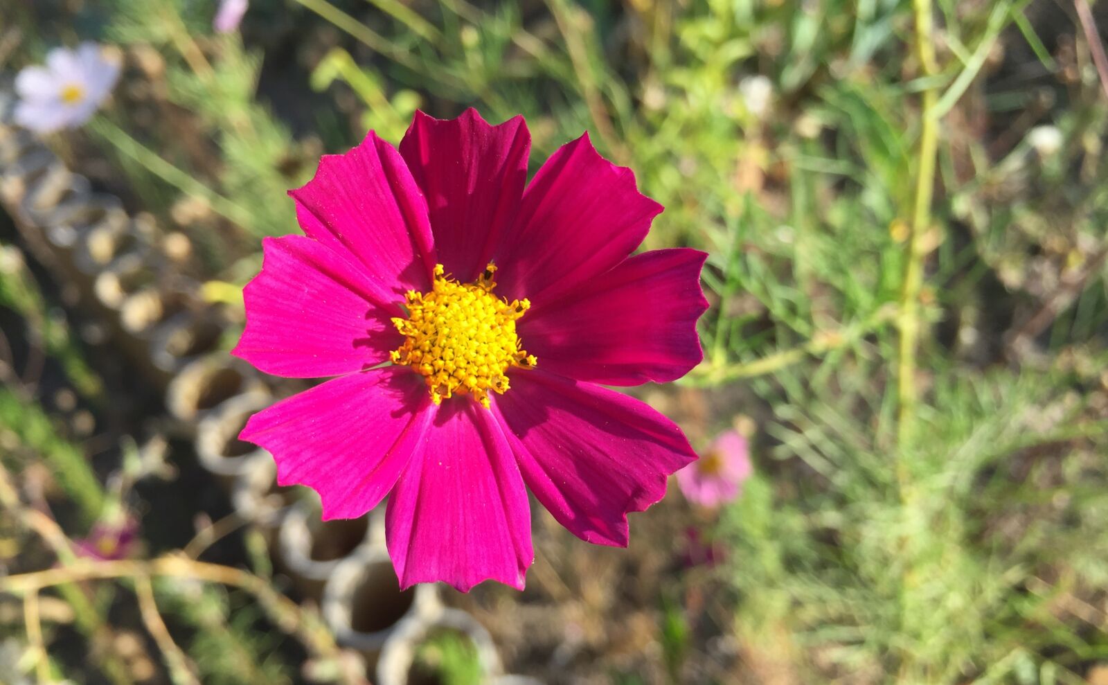 Apple iPhone 6 sample photo. Cosmos, garden, beautiful flower photography