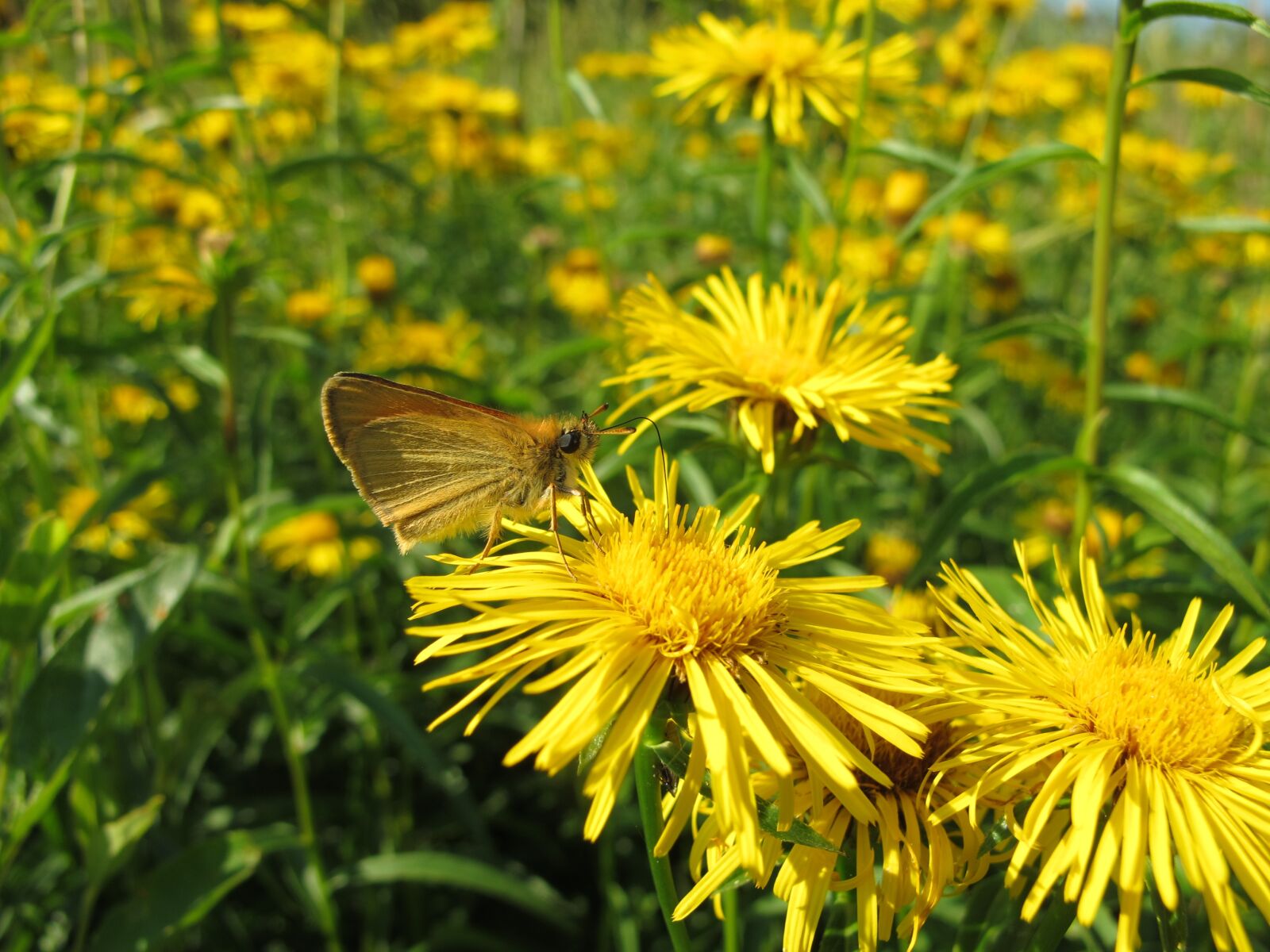 Canon PowerShot G11 sample photo. Flower, butterfly, soumra n photography