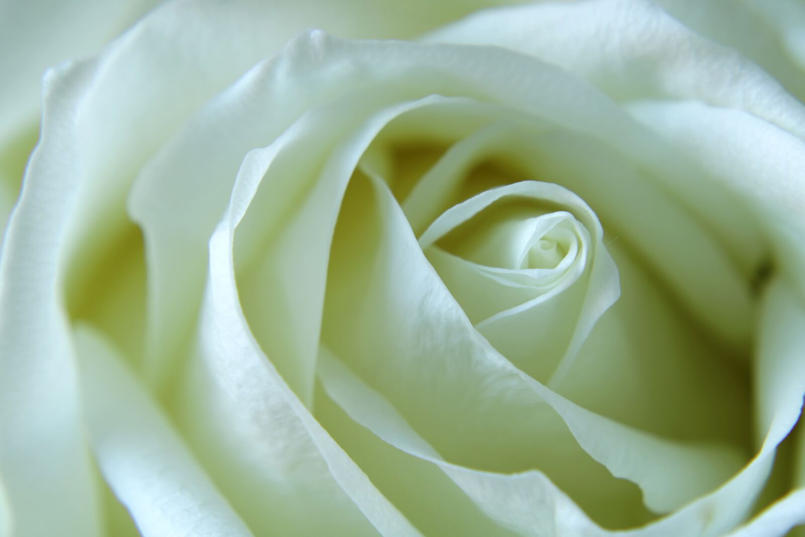 Canon EOS 2000D (EOS Rebel T7 / EOS Kiss X90 / EOS 1500D) sample photo. Rose, white rose, flower photography