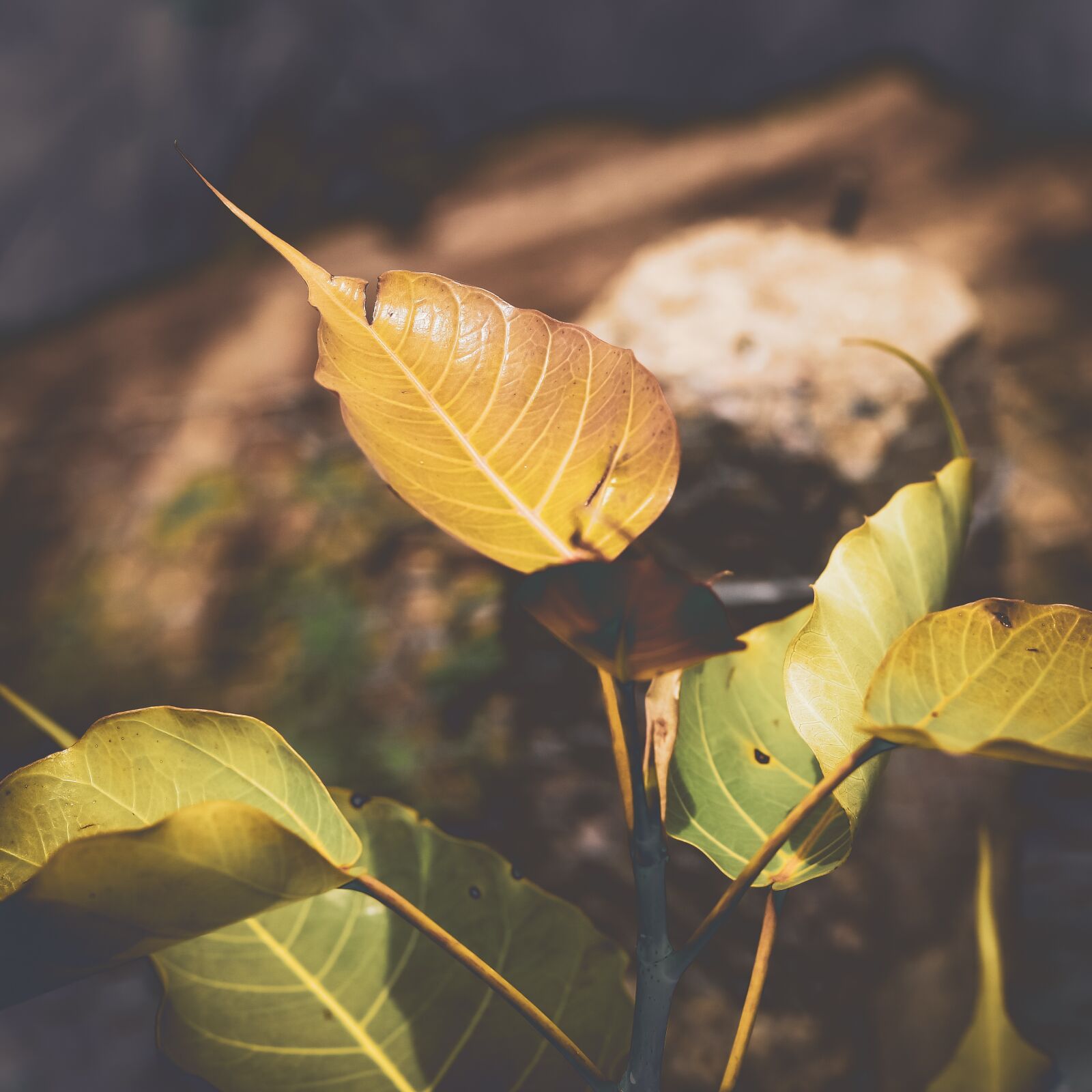 Canon EOS 750D (EOS Rebel T6i / EOS Kiss X8i) + Canon EF 50mm F1.8 STM sample photo. Bo, bo leaf, leaves photography