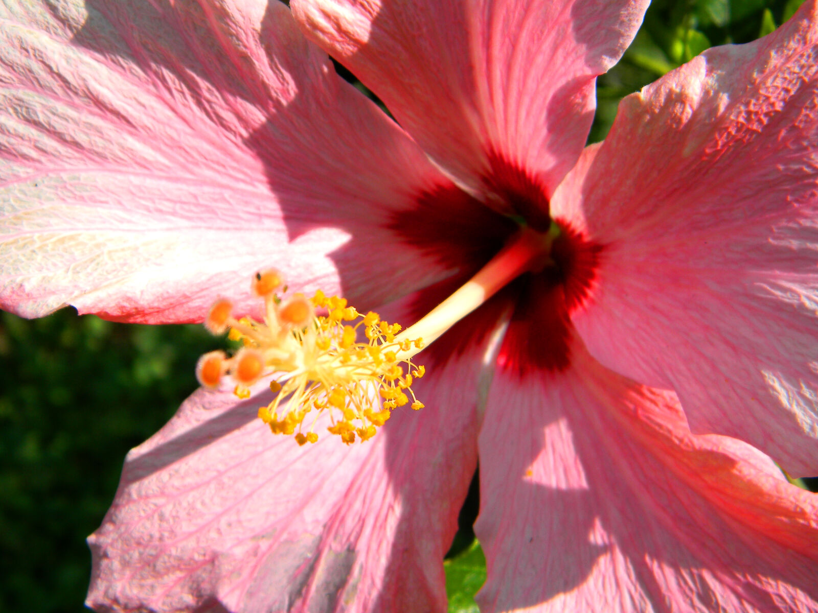 Nikon Coolpix L110 sample photo. Flower, flowers, pink photography