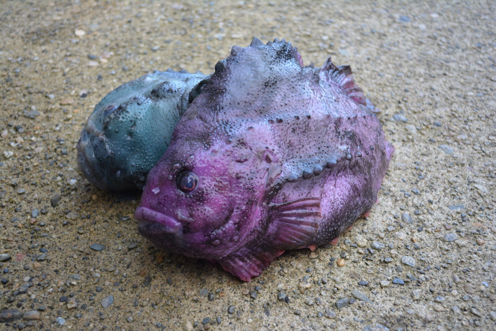 Nikon D5200 sample photo. Fish, lumpfish, delicious photography