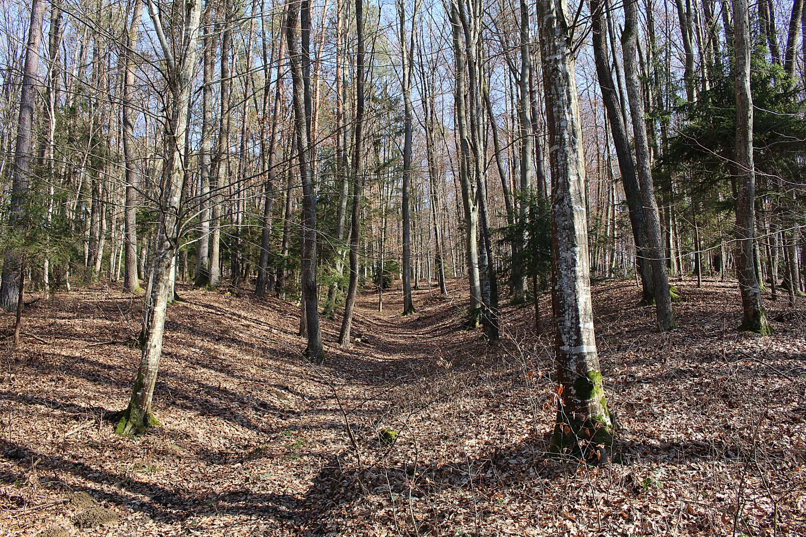 Canon EOS 100D (EOS Rebel SL1 / EOS Kiss X7) sample photo. Forest, trees, autumn forest photography