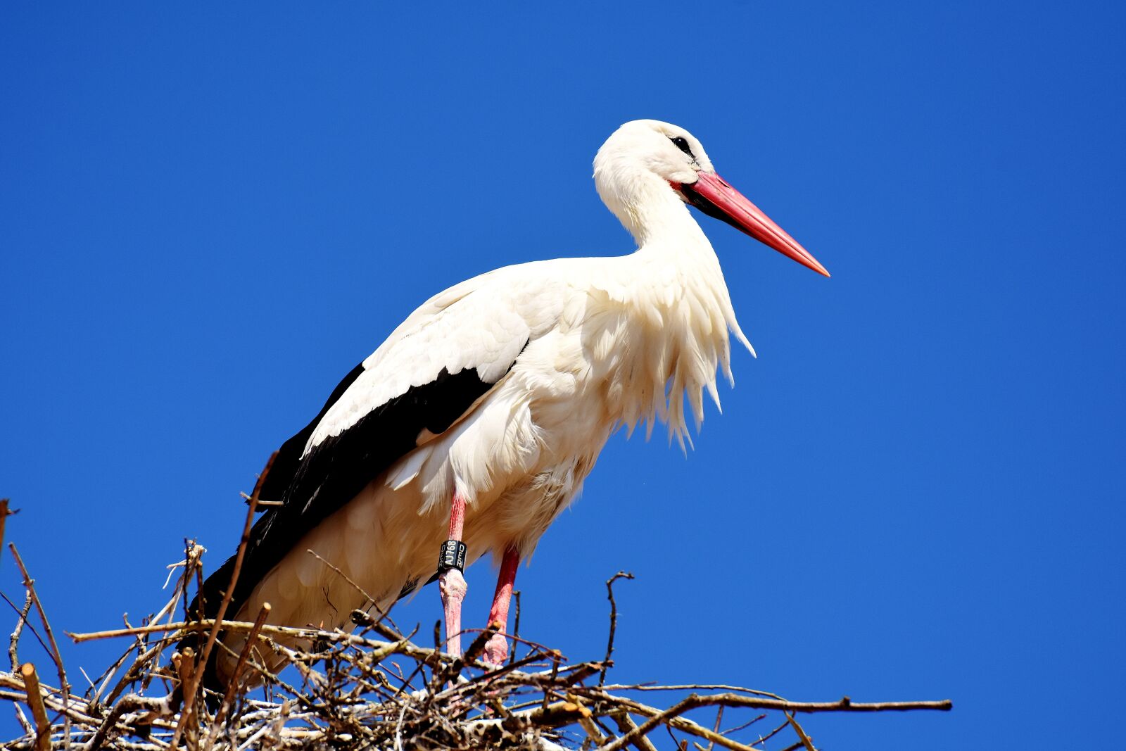 Nikon D7200 sample photo. Stork, flying, bird photography