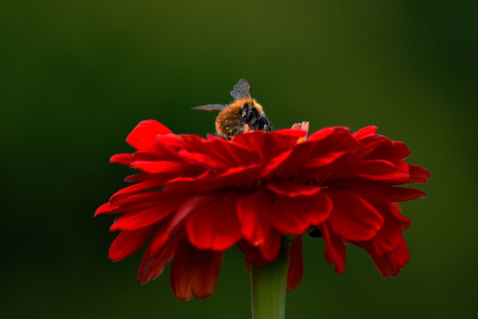 Nikon D7200 sample photo. Flower, red, hummel photography