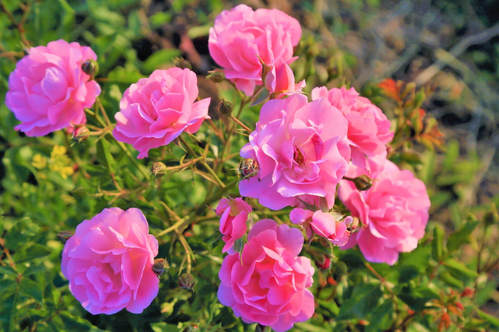 Canon EF 24-105mm F4L IS USM sample photo. Rose, roses, spring photography