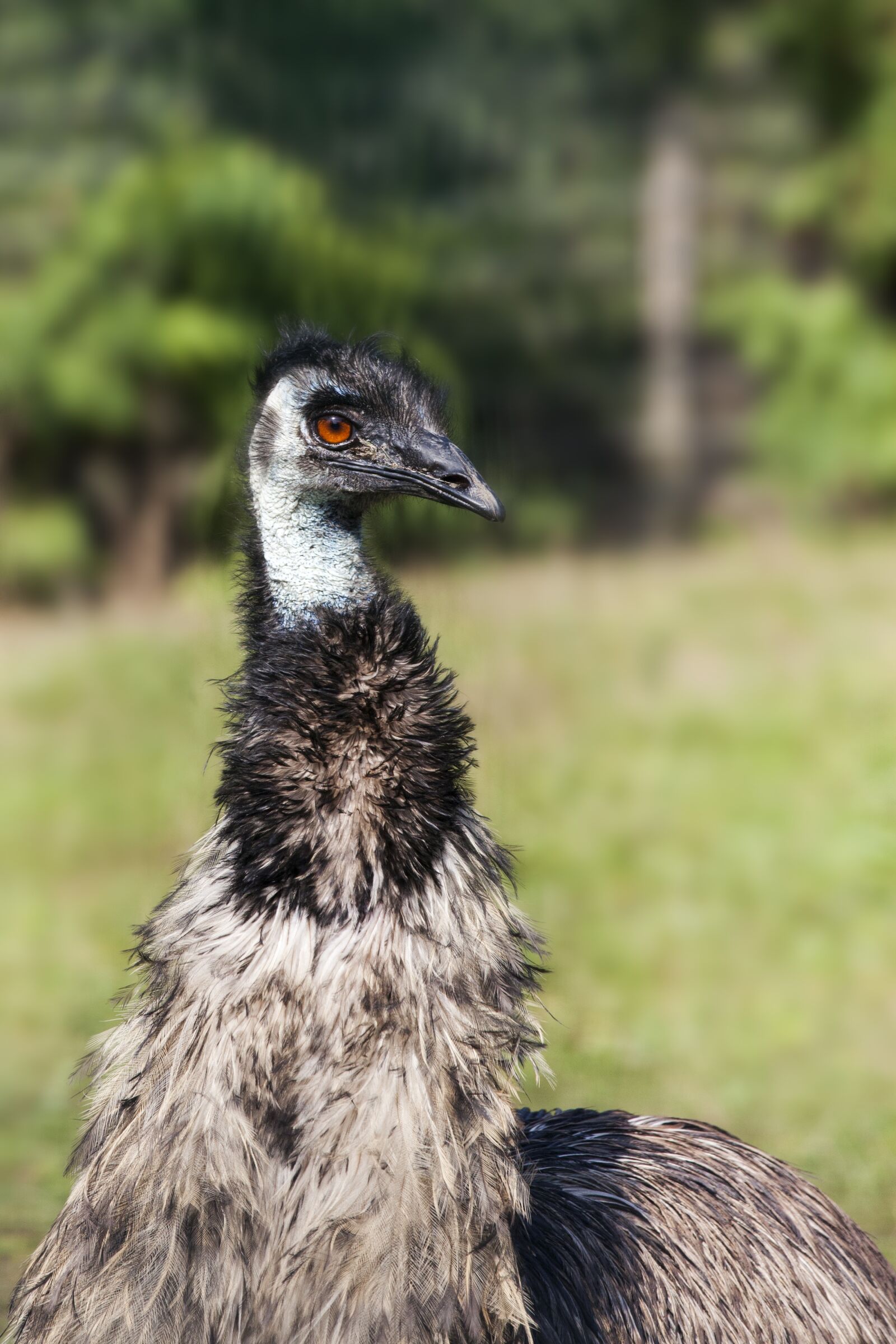 Canon EOS 5D Mark II sample photo. Bird, emu, bill photography