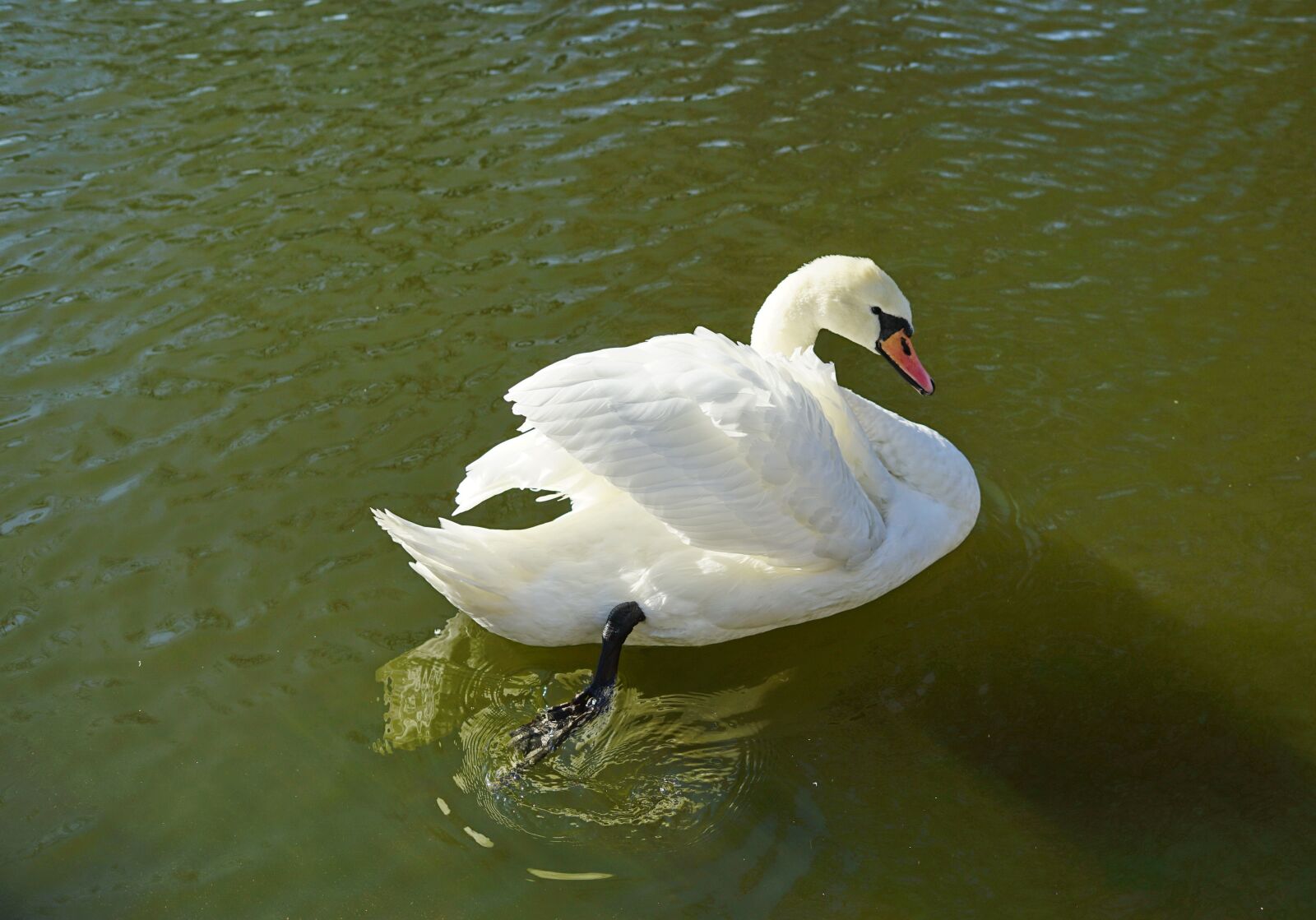 Sony a7 II sample photo. Swan, pond, water photography