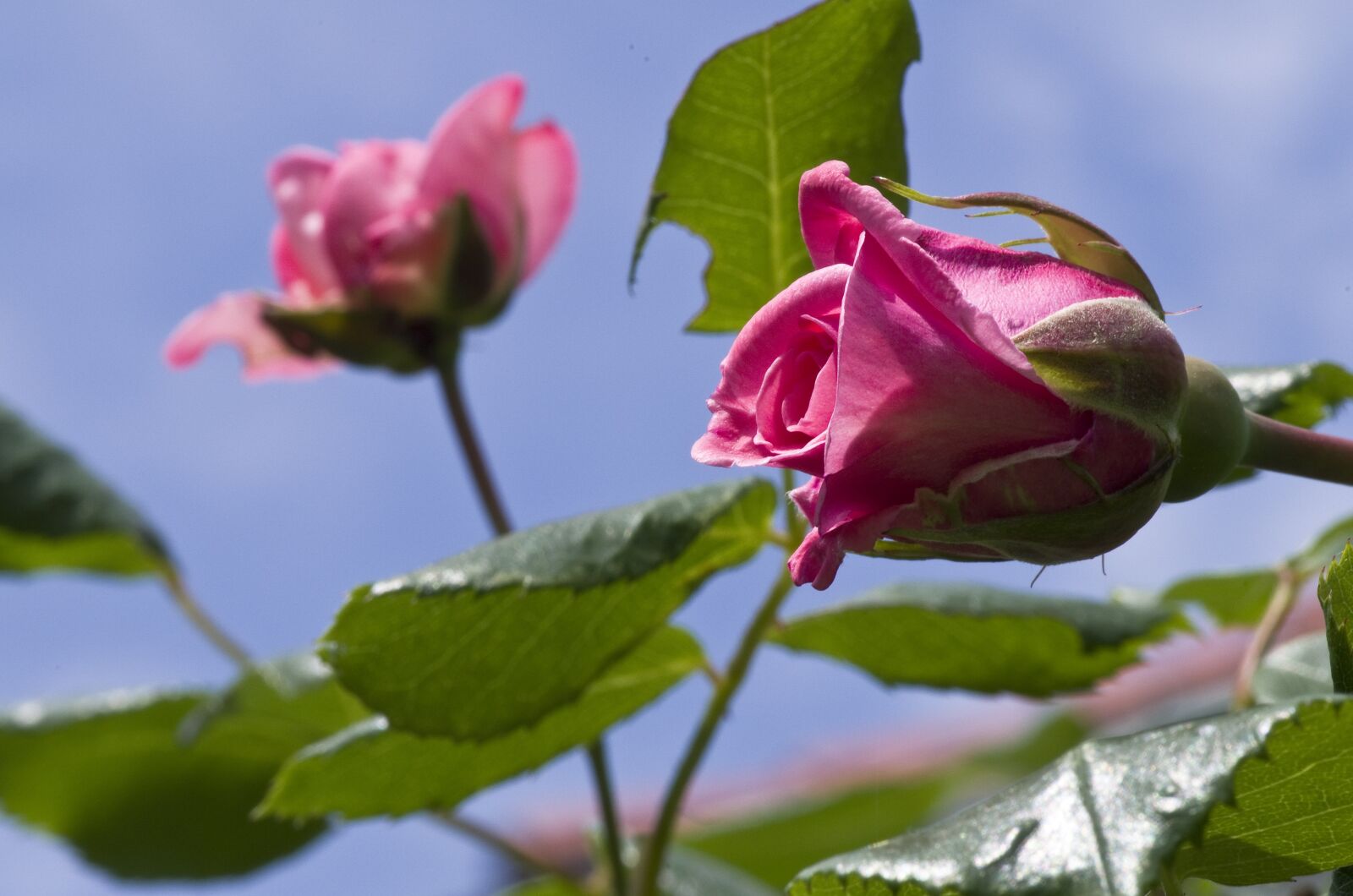 Pentax K-30 sample photo. Rose, blossom, bloom photography