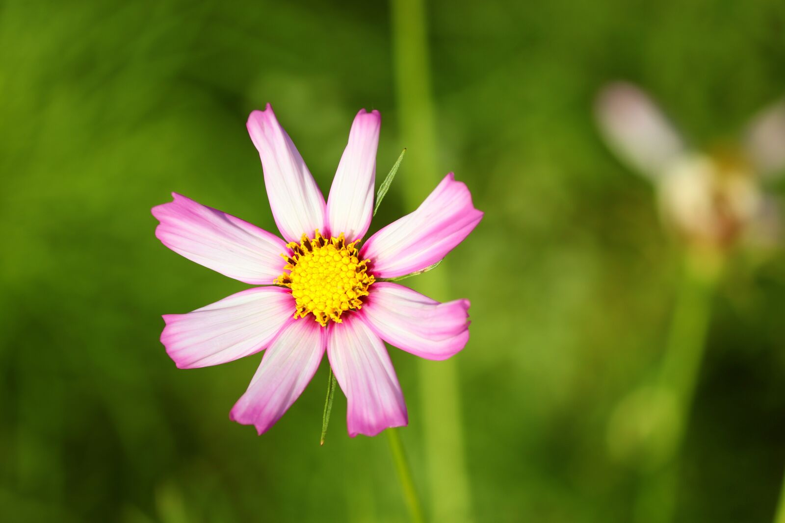 Canon EOS 200D (EOS Rebel SL2 / EOS Kiss X9) sample photo. Cosmea, flower, cosmos bipinnatu photography