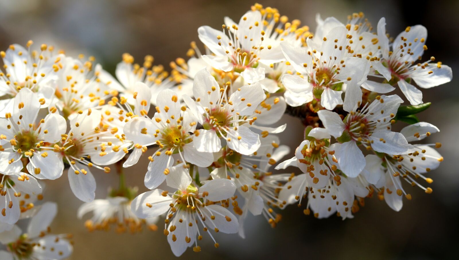 Canon EF-S 60mm F2.8 Macro USM sample photo. Flowers, white, casey photography