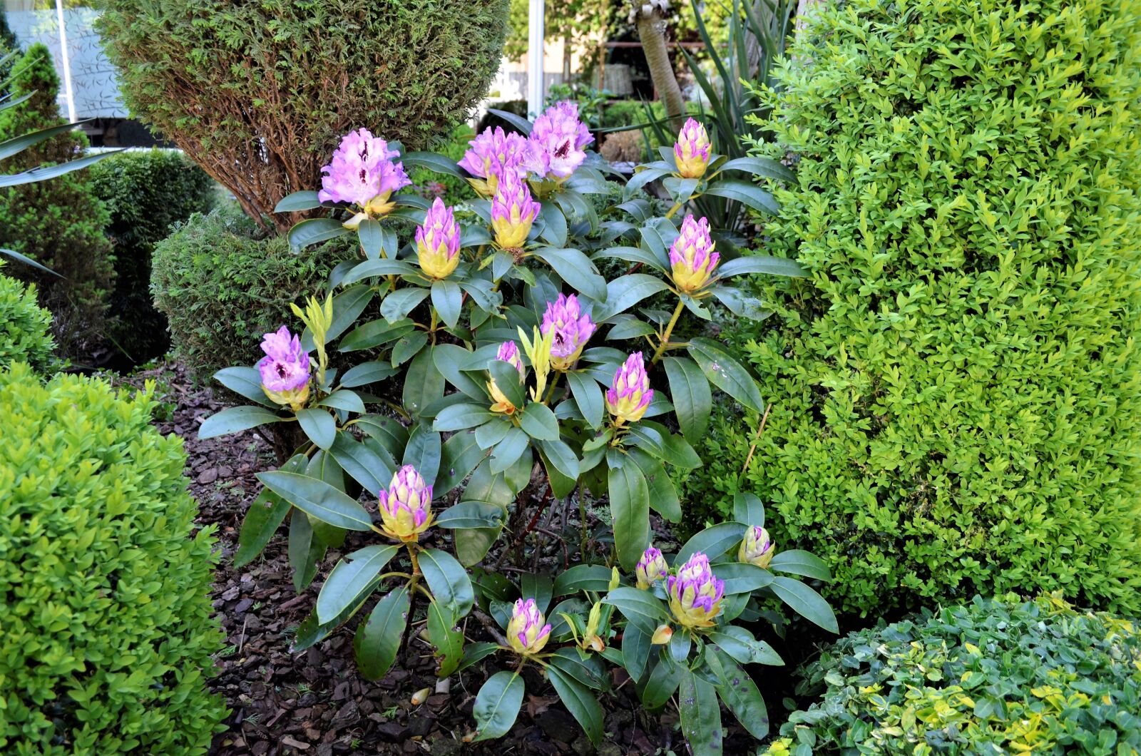 Nikon D5100 sample photo. Garden, plant, nature photography