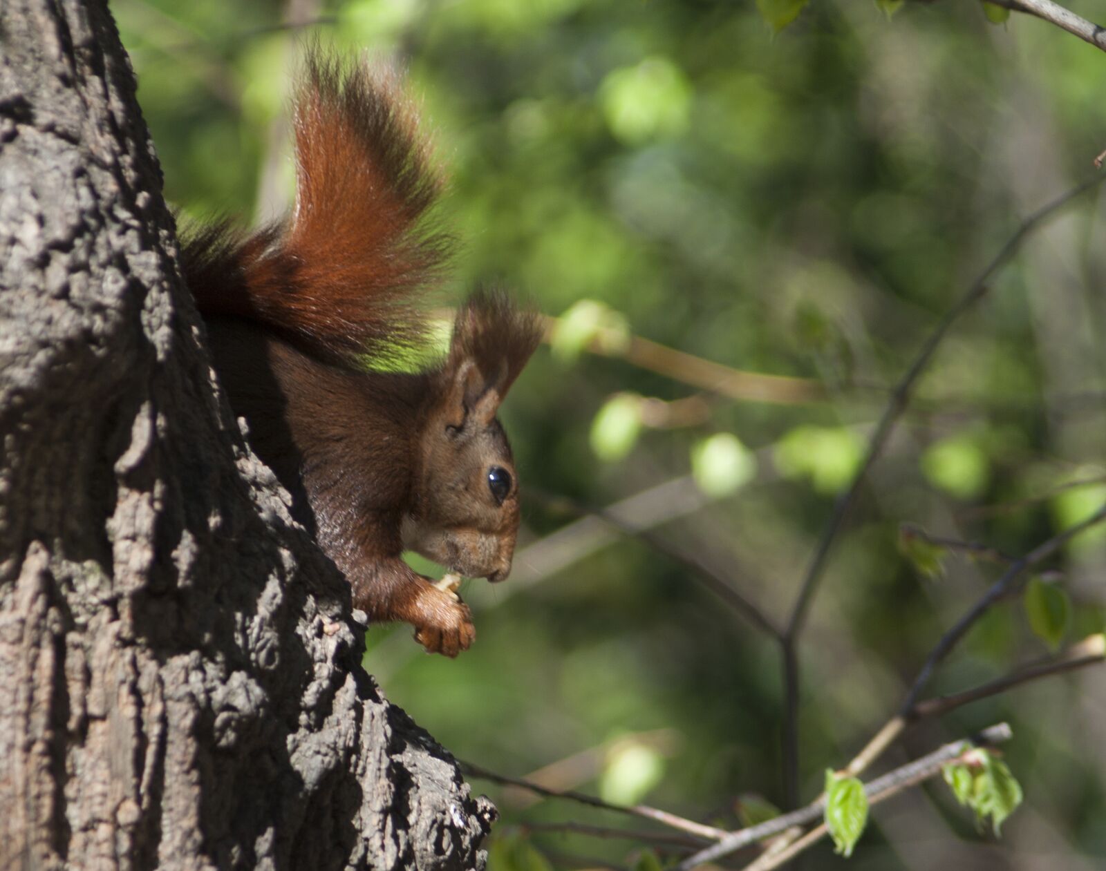 Canon EOS 350D (EOS Digital Rebel XT / EOS Kiss Digital N) sample photo. Squirrel, fauna, nature photography