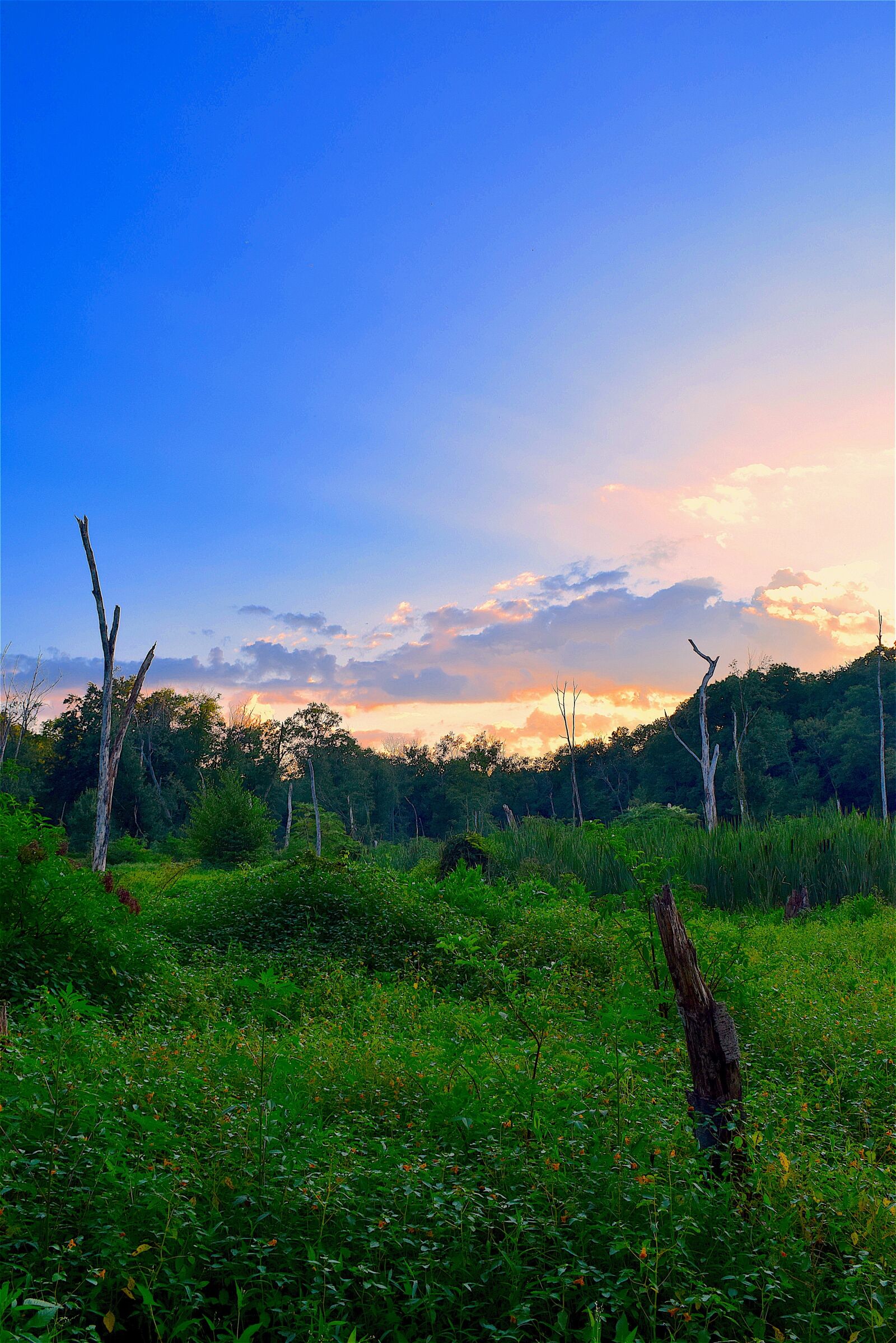 Nikon D3300 sample photo. Field, sunset, trees photography