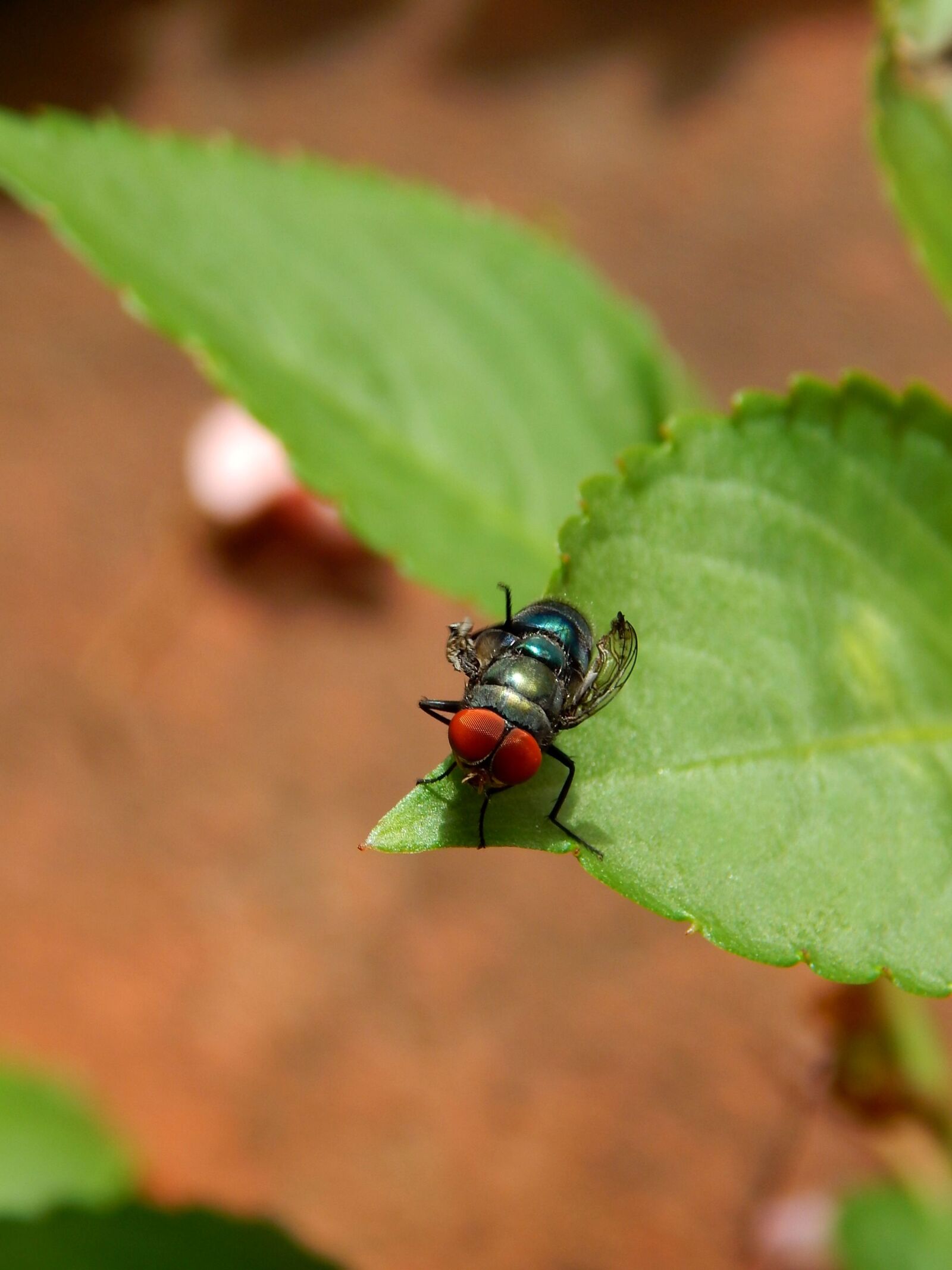 Nikon Coolpix L820 sample photo. Fly, first flight, wings photography