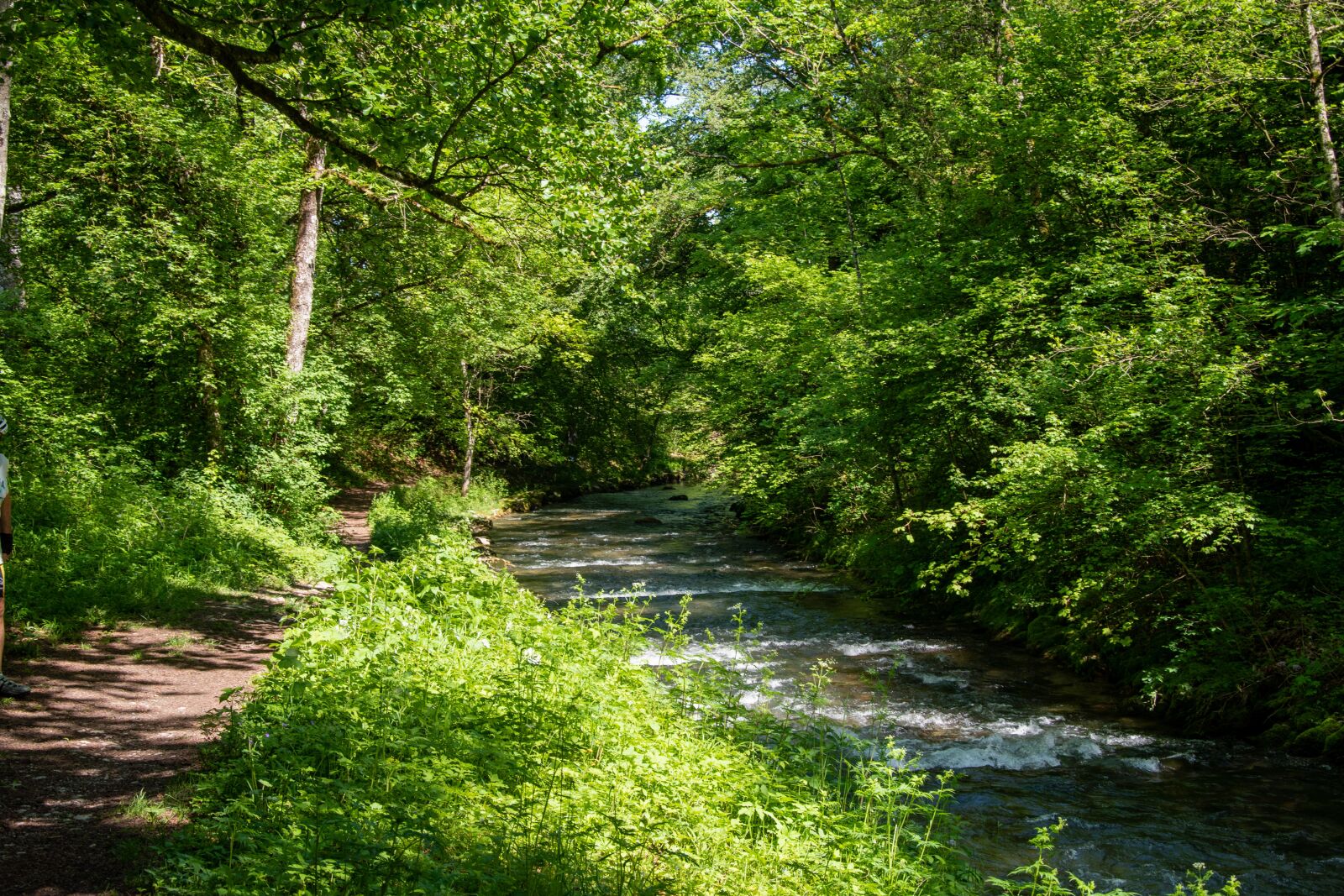 Nikon D5500 sample photo. River, forest, nature photography