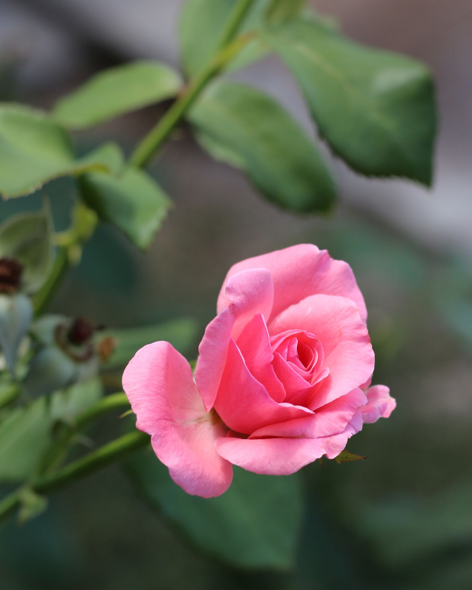 Canon EOS 700D (EOS Rebel T5i / EOS Kiss X7i) sample photo. Rose, pink rose, magenta photography