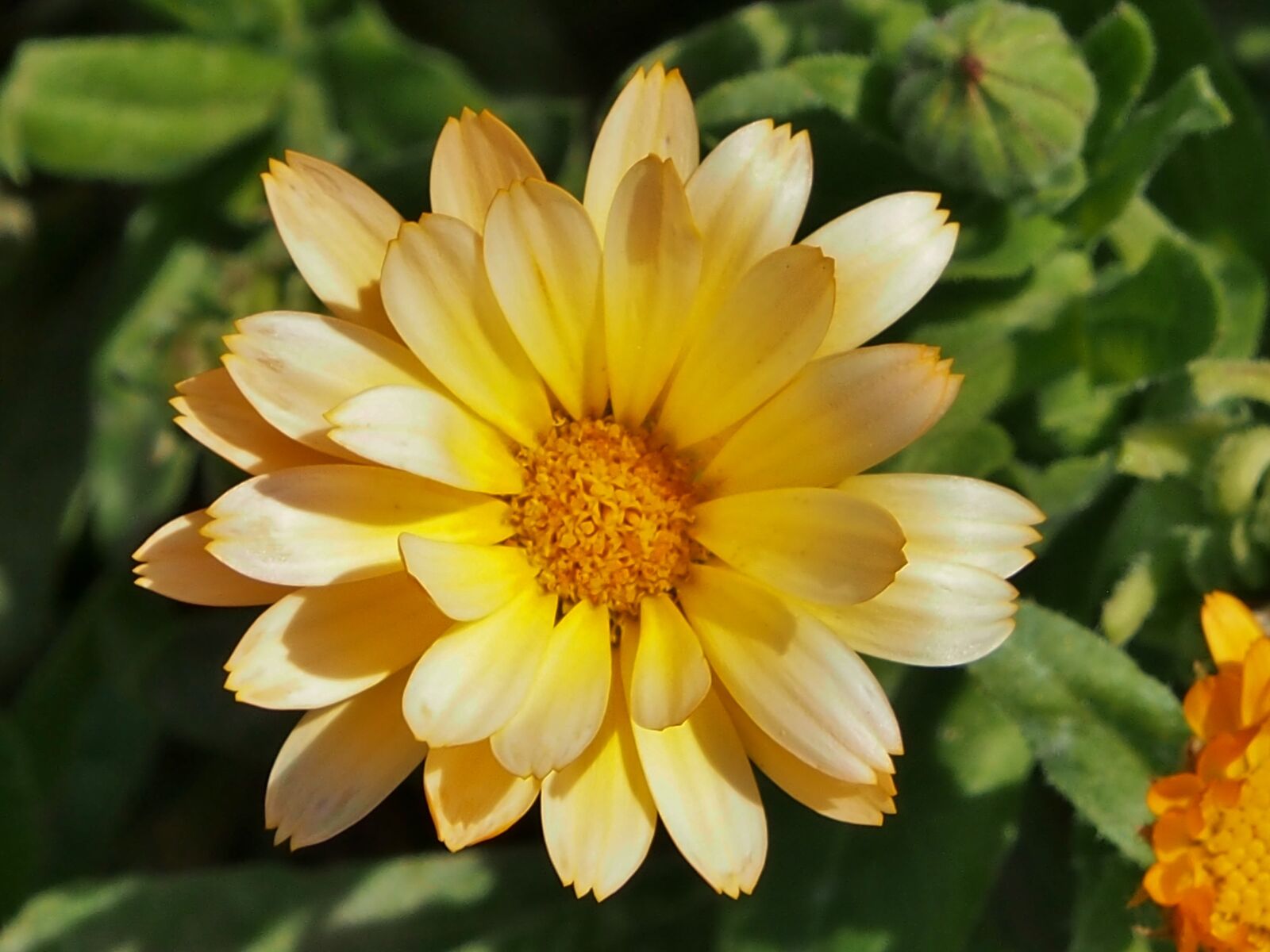Olympus OM-D E-M5 sample photo. Marigold, yellow flower, summer photography