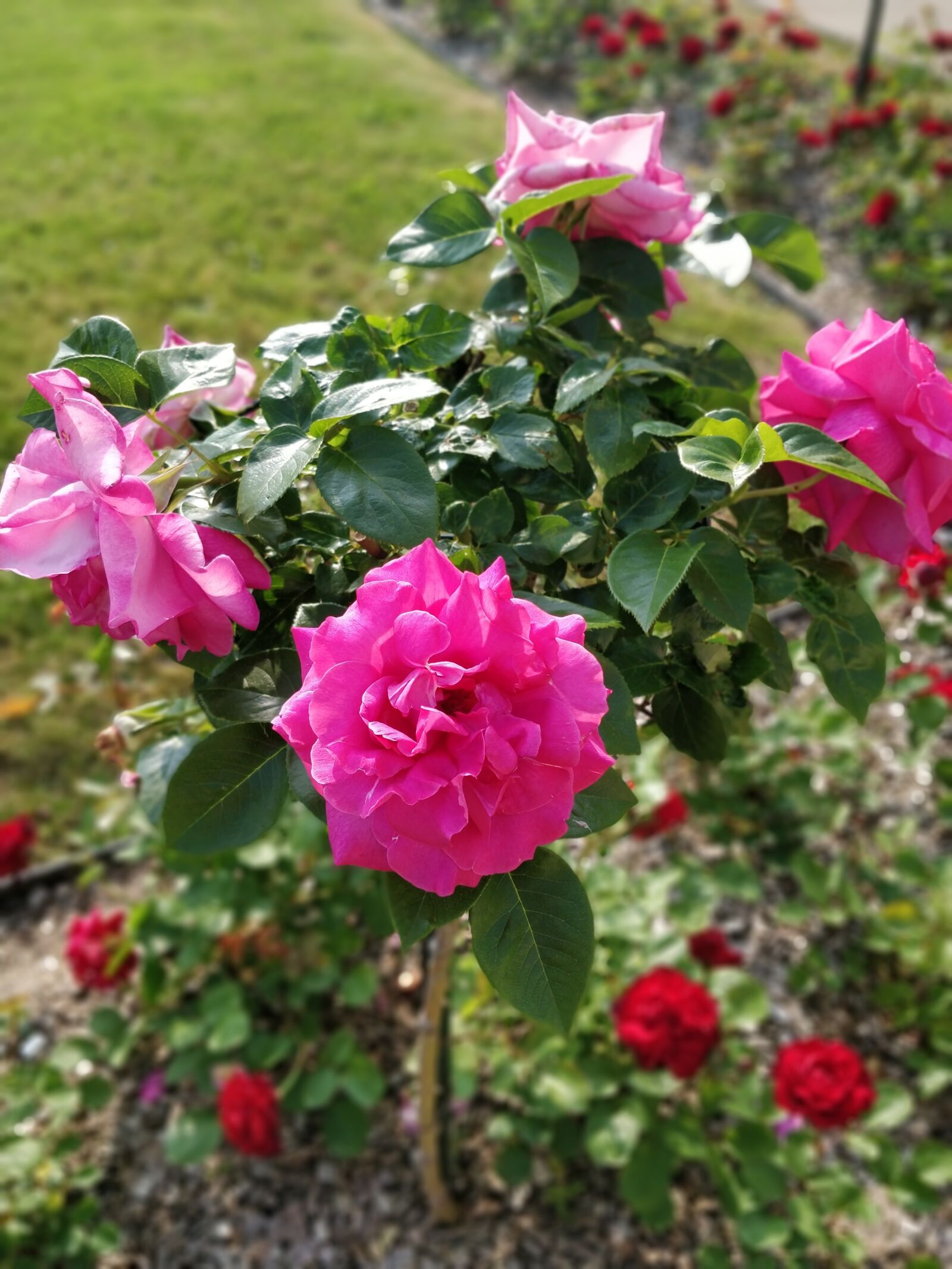 OnePlus 5T sample photo. Roses, pink photography