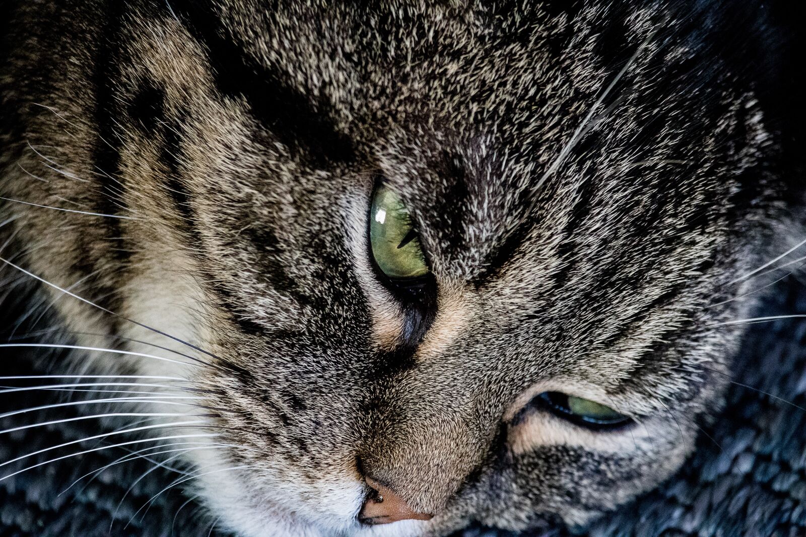 Canon EF-S 55-250mm F4-5.6 IS STM sample photo. Cat, mammal, animal photography