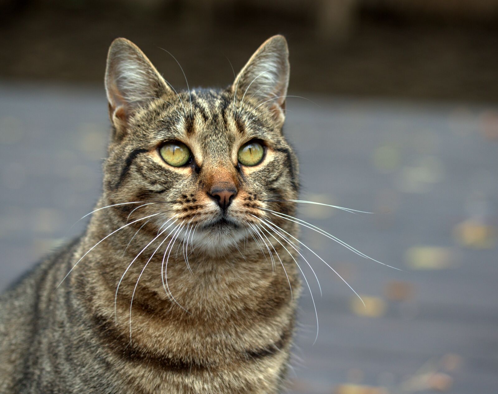 Canon EF-S 60mm F2.8 Macro USM sample photo. Cat, gray, domestic photography