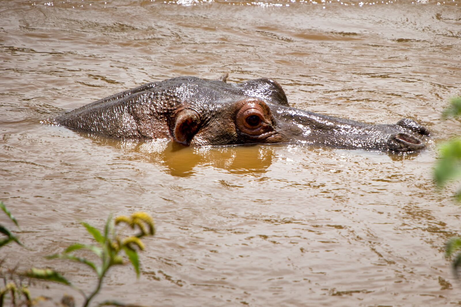 Nikon D3S sample photo. Hippo, animal, when the photography