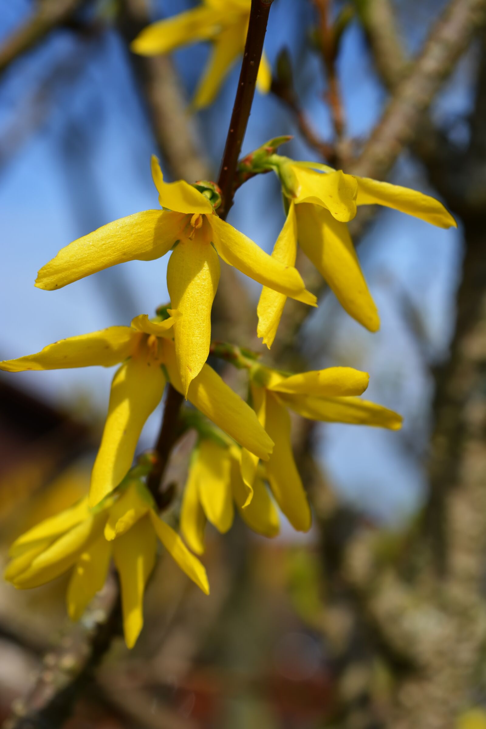 Nikon D5200 sample photo. Branch, spring, flowers photography