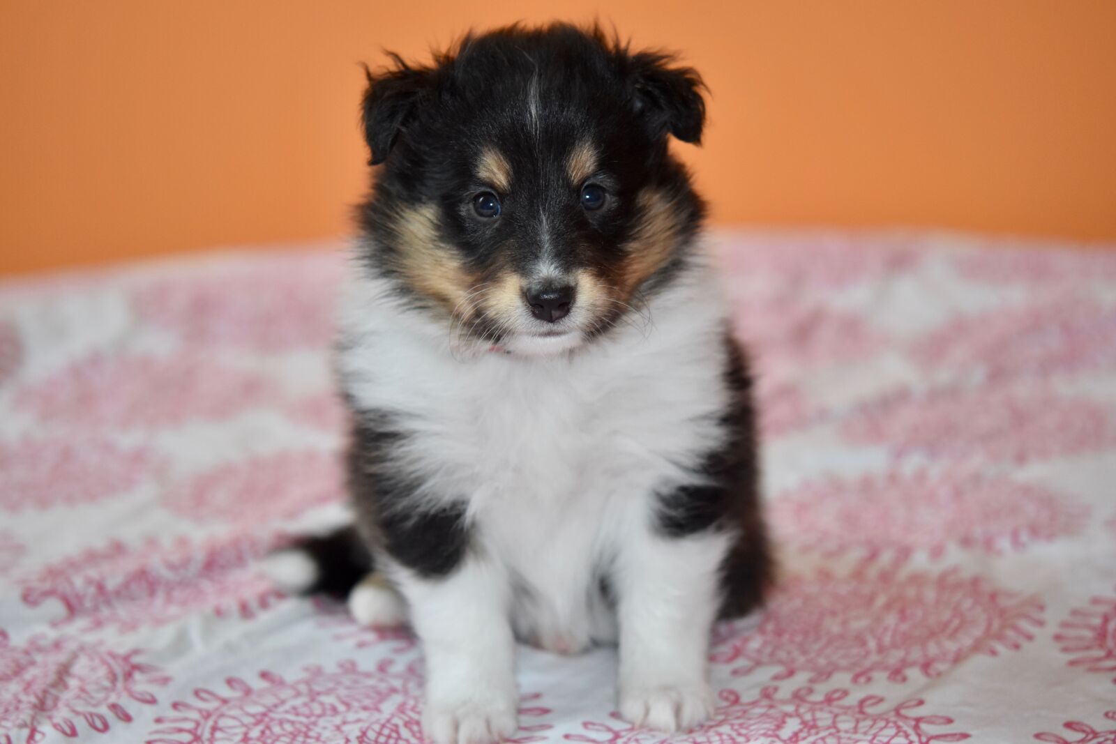 Nikon D5600 sample photo. Puppy, puppy shetland sheepdog photography