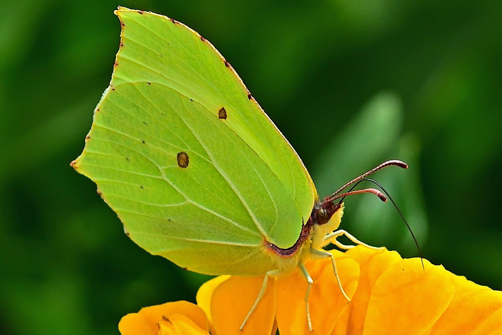 Nikon D5200 sample photo. Nature, butterfly, gonepteryx rhamni photography
