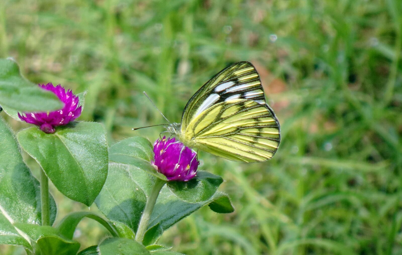 Sony DSC-WX800 sample photo. Butterfly, pioneer white, insect photography