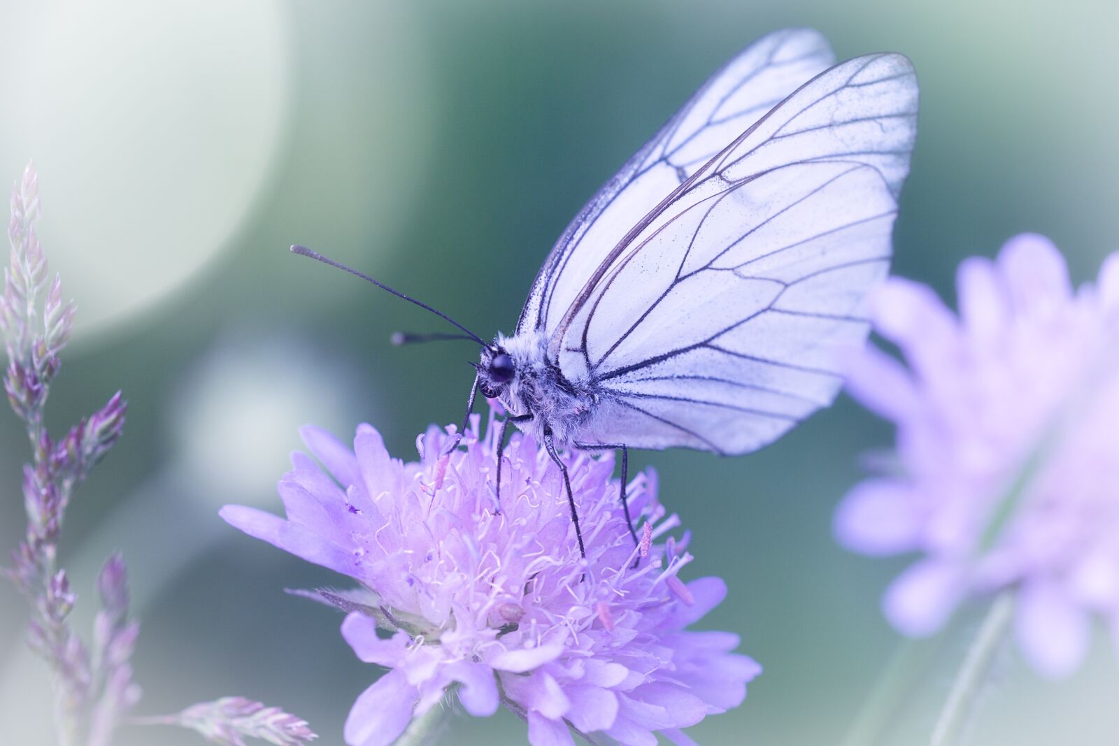 Nikon D7100 sample photo. Butterfly, white, white butterfly photography