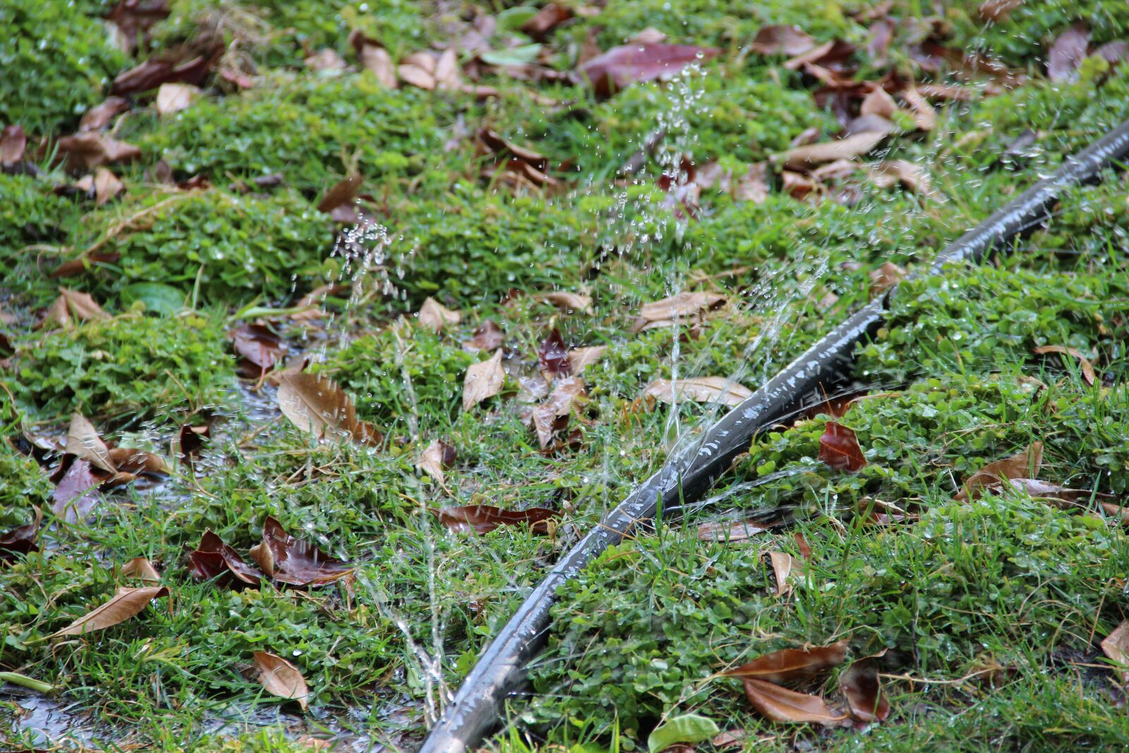 Canon EOS 600D (Rebel EOS T3i / EOS Kiss X5) sample photo. Water, watering, sprinkler photography