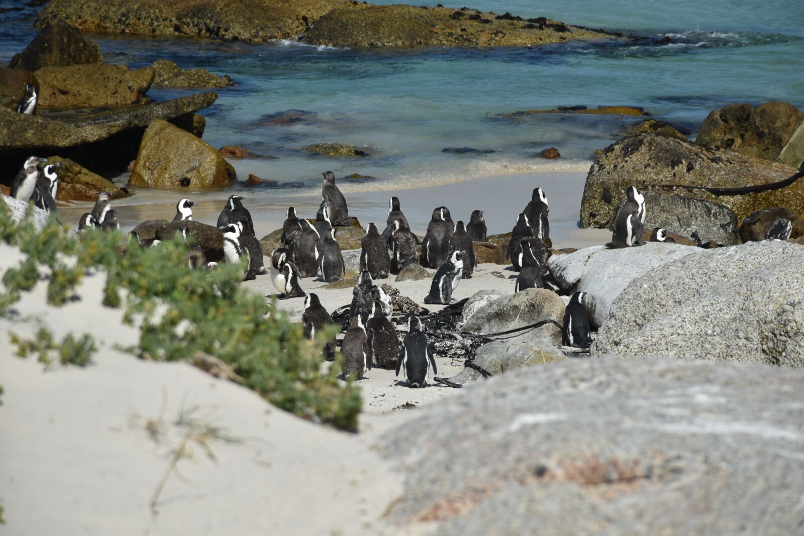 Nikon D5600 sample photo. Animal, penguin, bird photography