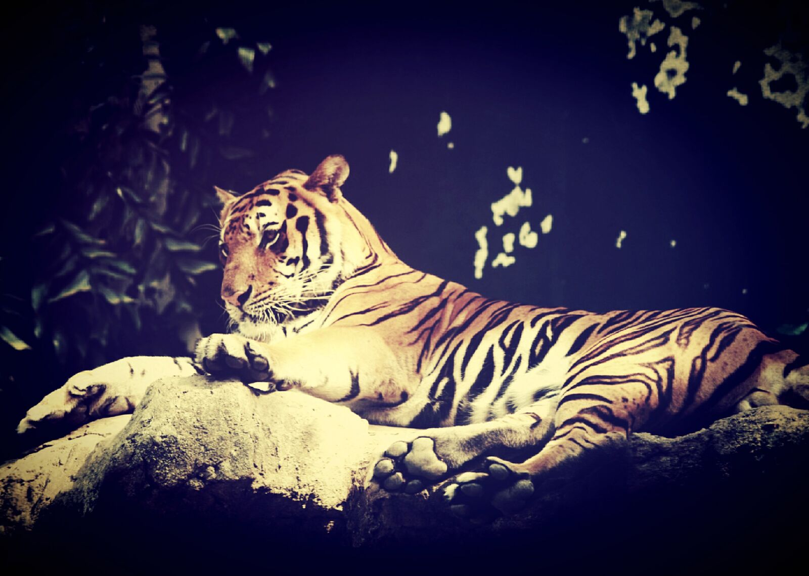Olympus E-300 (EVOLT E-300) sample photo. Tiger, india, animal photography