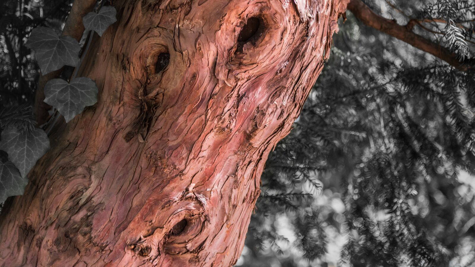 Nikon D750 sample photo. If, lyon, nature photography