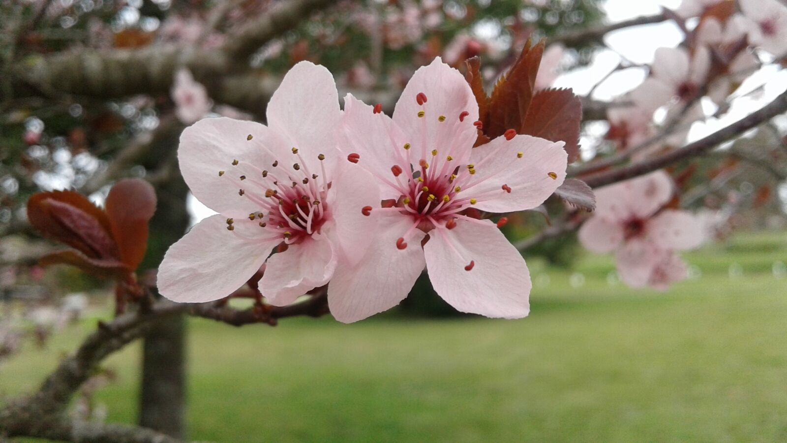 Samsung Galaxy J2 sample photo. Flower, plum, purple photography