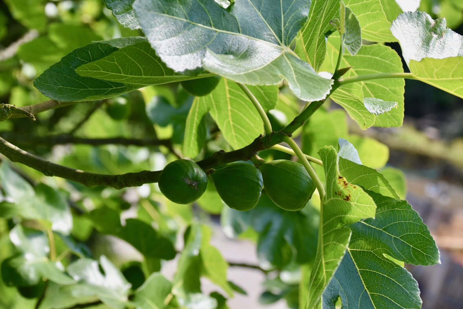 Nikon D5600 sample photo. Figs, fig tree, fruit photography
