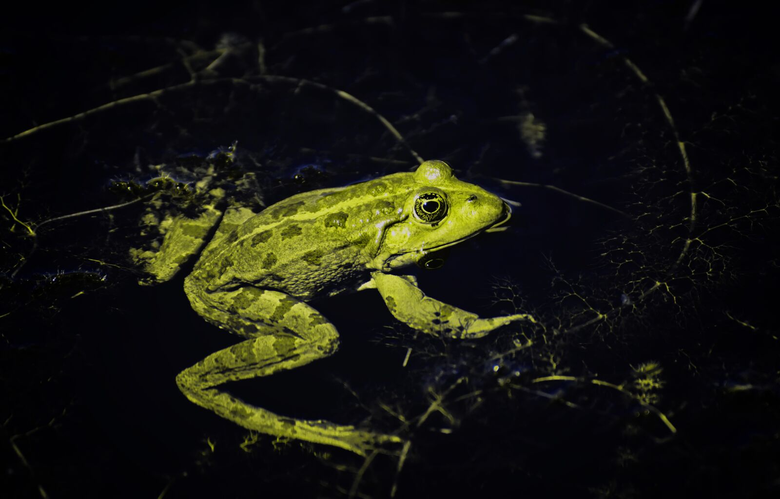 Nikon D7200 sample photo. Frog, pond, animal photography