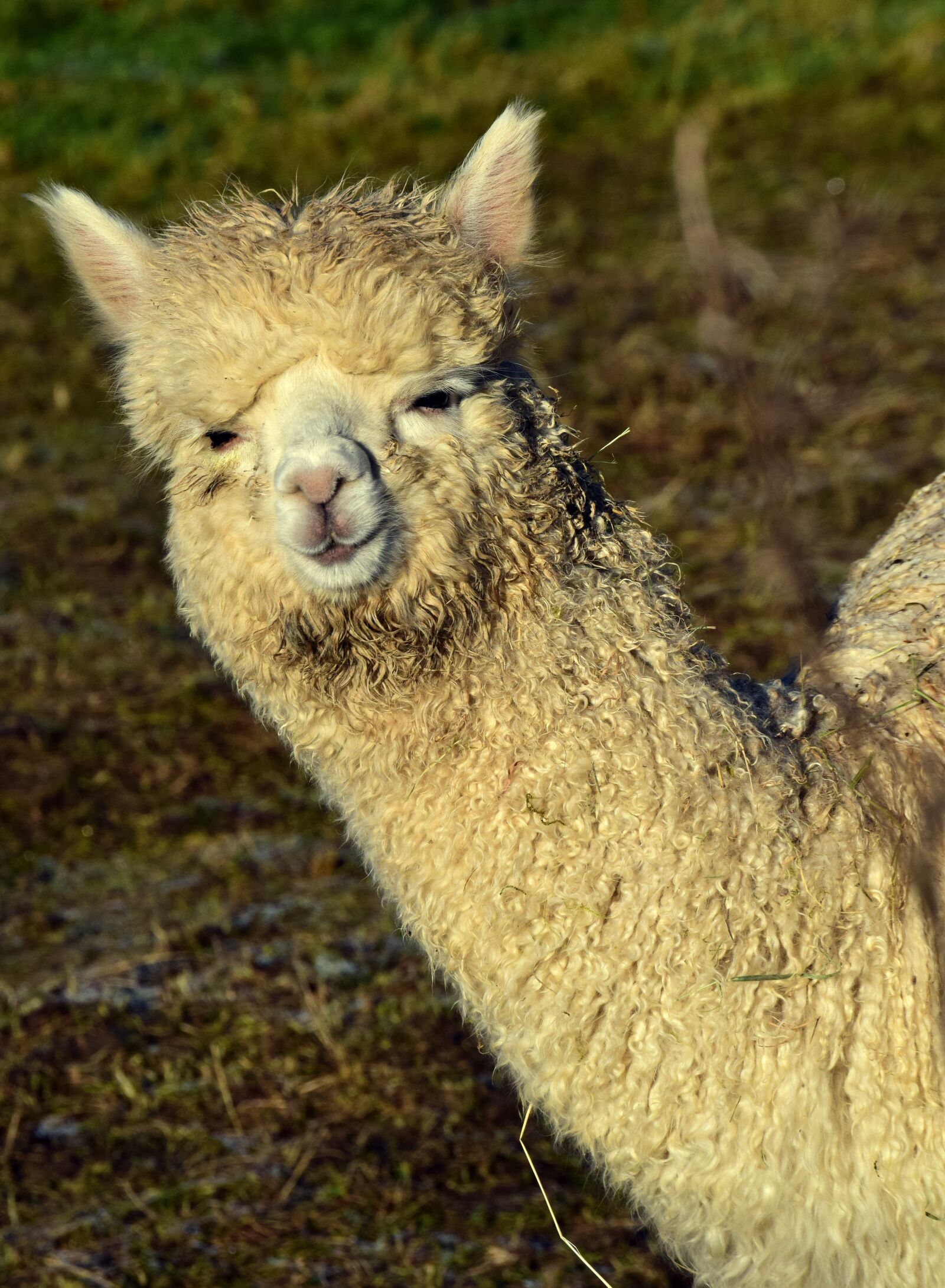 Nikon D3300 sample photo. Alpaca, mammal, animal photography