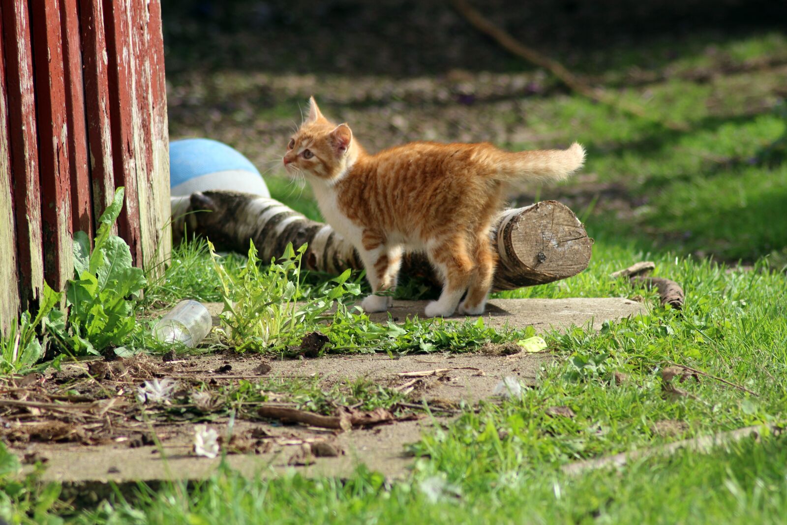 Cat farm. Кошачья ферма. Кошка на ферме. Котенок на ферме. Фермерская кошка.