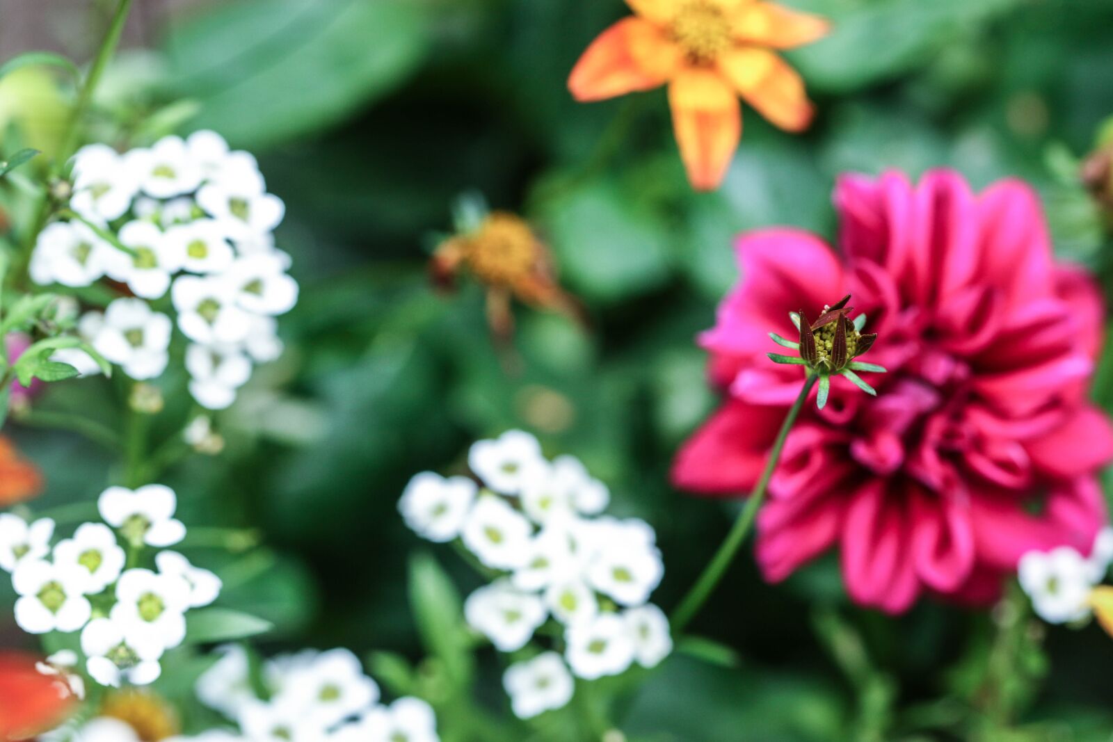 Canon EOS 7D Mark II sample photo. Flower, summer flower, garden photography
